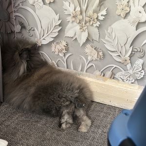 Meet your Posher, Sian